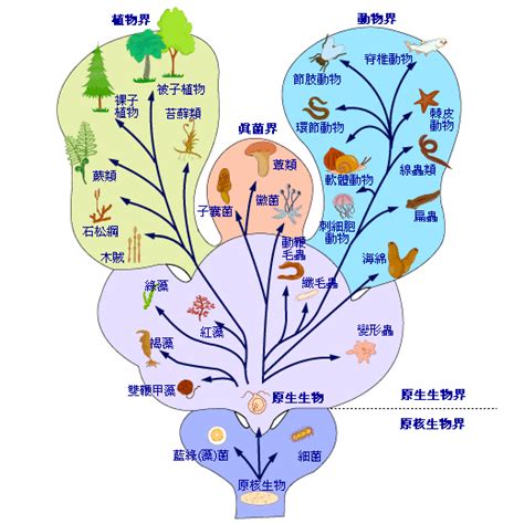 界門綱目科屬種口訣|生物分類法